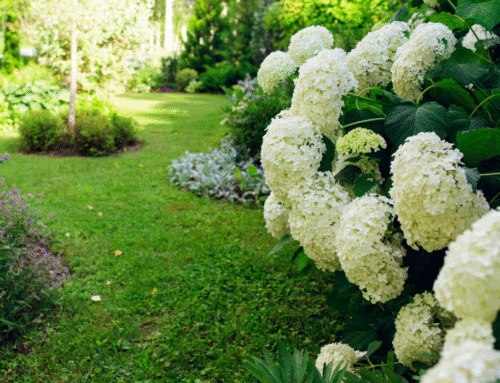 Los tres imprescindibles para convertir tu jardín en un espacio sostenible con sabor a tierruca