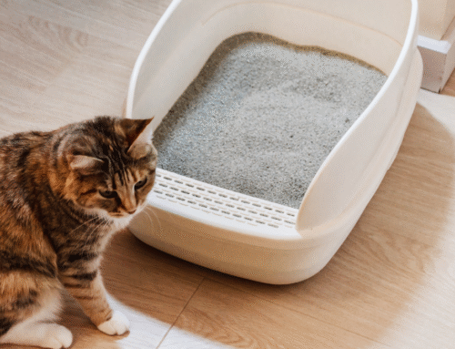 ¿Tienes mascotas? Sus residuos al contenedor verde